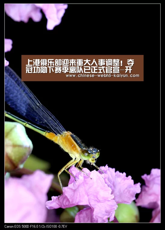 开云品牌